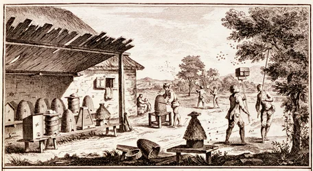 Birøkt, fra Dictionary of Sciences, c.1770 gravering av 746836